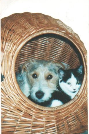 Amigo,ist ein Sohn von unsere Beverley