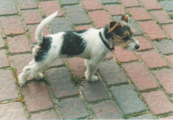 Annabel Daisy , ist eine Tochter von unsere Beverley