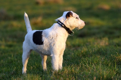 Zafira