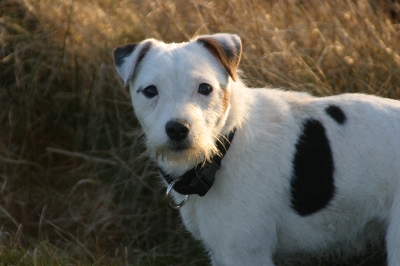 Zafira