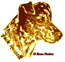 Parson (Jack) Russell Terrier Zucht vom ganzen Herzen in Norddeutschland - Zu Favoriten hinzufügen.