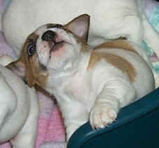 Eddie ,ist ein Sohn von unsere Annette